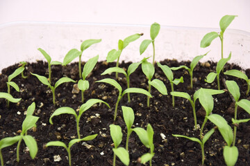 Plant seedlings bloom under natural light on a light background.