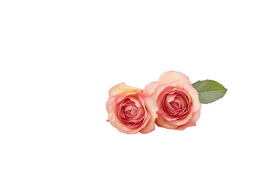 Fototapeta premium Stock photo of two pink roses with leaf isolated on black background for design use