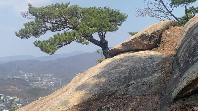 A small pine tree growing out of a rock on a cliff of Bukhansan Mountain in Seoul, South Korea