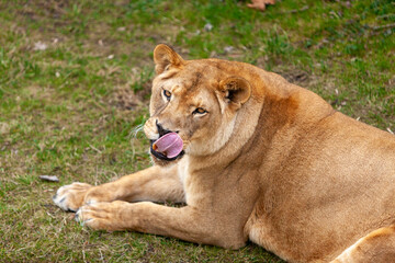 Beautiful lioness in the zoo