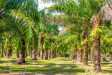Obraz premium A tropical grove with oil palm trees standing in a row with fruits for making palm oil