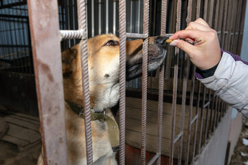 Dog in animal shelter. Volunteer feeds a homeless dog at a shelter.