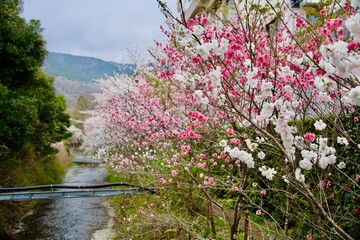 綺麗な桜と川