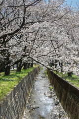 「田島桜の里」。剱沢川沿いの満開の桜並木