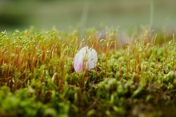 コケの中に落ちた桜の花びら