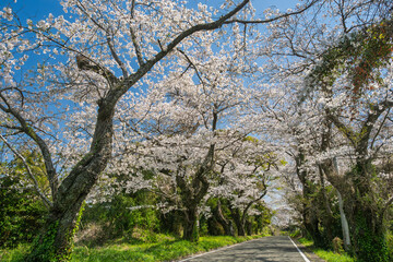 「沼代桜の馬場」、満開の桜並木。西から東への景観