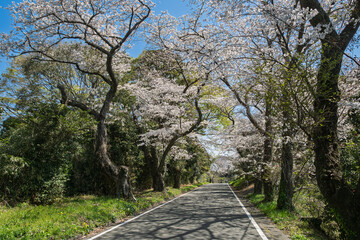 「沼代桜の馬場」、満開の桜並木。西から東への景観