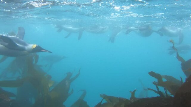 King penguins under water in South Georgia