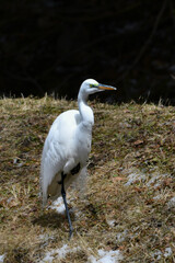A Great white Egret resting along the shore 