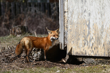 Adult Red Fox keeping guard over her den of pups
