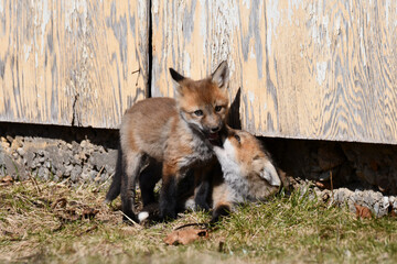 Funny baby Red Fox puppies play fighting outside of their den under and abandoned shed