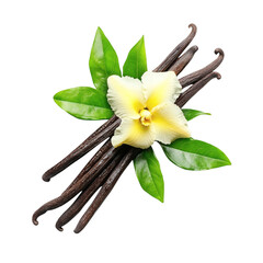 Vanilla Flower with Pods Green Leaves and Aromatic Spices Isolated on White Background








