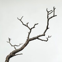 Bare Tree Branch Against White