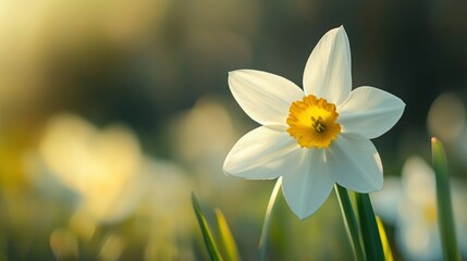 A beautiful close up of a white flower in sunlight