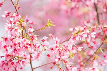 Close-up of cherry blossoms, spring plants, bright pink	
