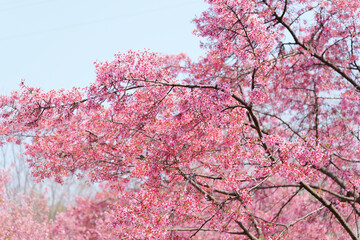 Cherry blossoms and blue sky, fresh and bright spring scenery	
