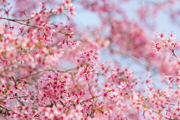 Close-up of cherry blossoms, spring plants, bright pink	
