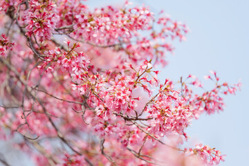 Close-up of cherry blossoms, spring plants, bright pink	
