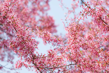 Cherry blossoms and blue sky, fresh and bright spring scenery	
