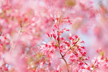 Close-up of cherry blossoms, spring plants, bright pink	
