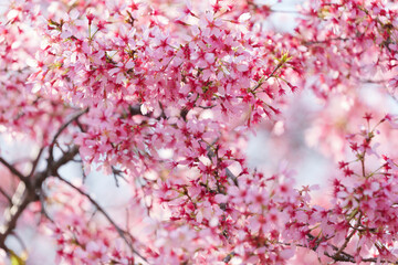 Close-up of cherry blossoms, spring plants, bright pink	
