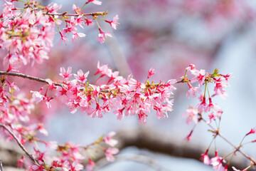 Close-up of cherry blossoms, spring plants, bright pink	
