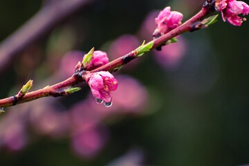 Close up of pink peach tree blossoms after rain