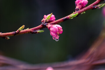 Close up of pink peach tree blossoms after rain