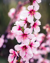 Close up of pink peach tree blossoms after rain