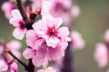 Close up of pink peach tree blossoms after rain