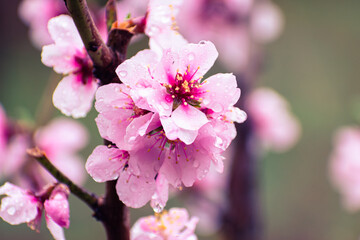 Close up of pink peach tree blossoms after rain