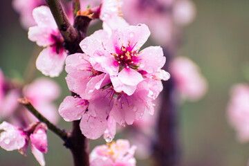 Close up of pink peach tree blossoms after rain