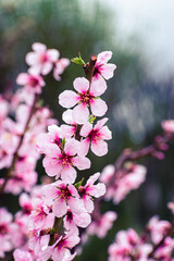 Close up of pink peach tree blossoms after rain