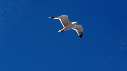 Obraz premium Yellow-legged gull (Larus michahellis) flying above the medina in Essaouira, Morocco