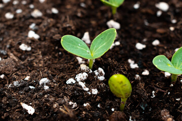 Watermelon seedlings in a pot