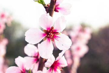 Close up of pink peach tree blossoms