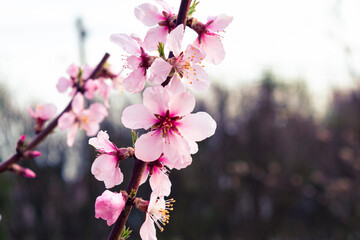Close up of pink peach tree blossoms