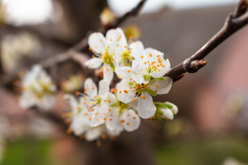 Blooming twig on pear tree