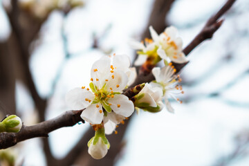 Blooming twig on pear tree