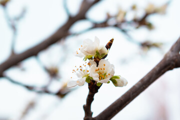 Blooming twig on pear tree