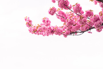 Pink cherry blossoms