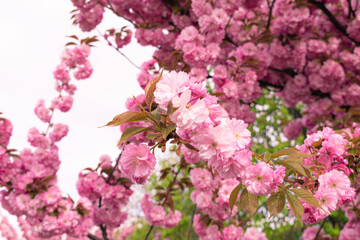 Pink cherry blossoms