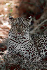 portrait of a leopard