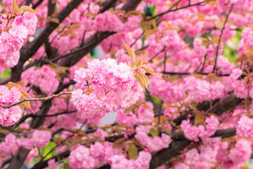 Pink cherry blossoms