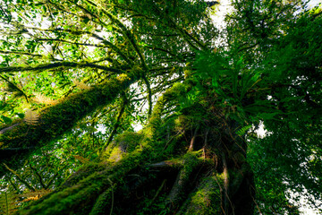 Obraz premium Green moss covered forest trees in sunlight capturing carbon dioxide naturally. Sustainable woodland ecosystem concept for climate change solution and environmental conservation. Earth day theme.