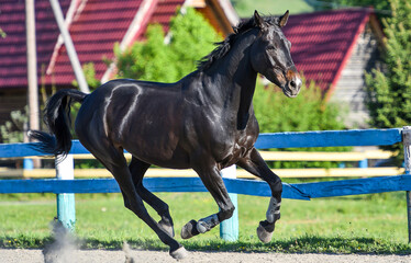 black horse running