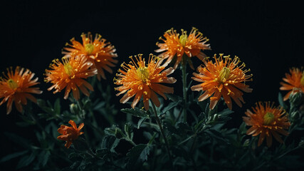 red and yellow flower