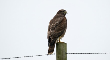 Hawk Perched on Fence Post