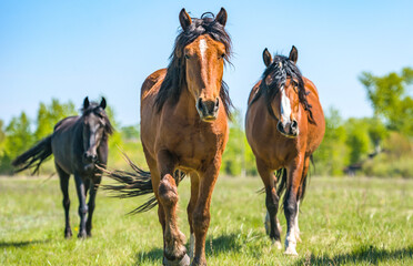 horses in the field