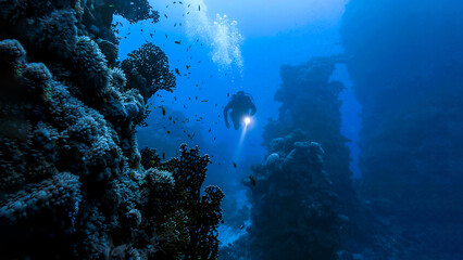 scuba diver and underwater world